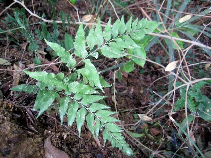 Asplenium falcatum